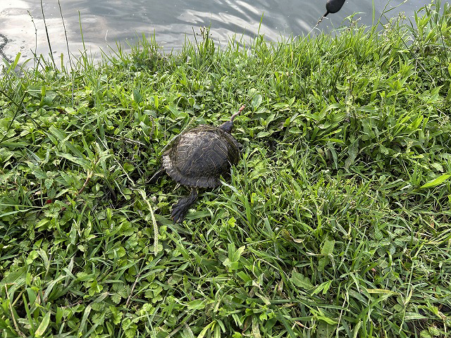 「浜松うなぎ隊長とうなぎ釣り」