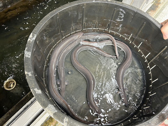 埼玉県越谷市うなぎ「三番」さん