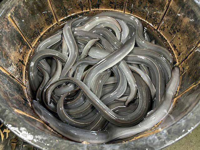 静岡県浜松市「うなぎの井口」さん