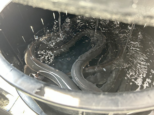 長野県安曇野市「炭火焼きうなぎの店旦(DAN)」さん