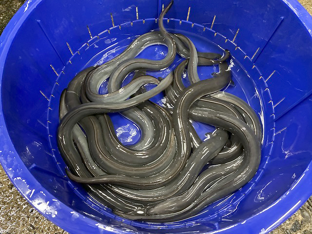 岐阜県岐阜市「炭焼うなぎ ひゃくわ亭 岐阜本店」さん